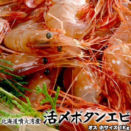 ボタンエビ 活 〆 オス 小サイズ 1kg 秋 北海道 噴火湾産 送料無料※沖縄は送料別途加算