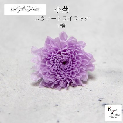 大地農園「小菊 スウィートライラック 1輪」プリザーブドフラワー　プリザ　ハーバリウム　小花 ドライフラワー ハーバリウム アロマワックスバー