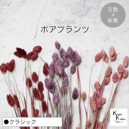 大地農園！プリザーブドフラワー  「ポアプランツ クラシック (クラウドピンク、クラシックローズ、クラシックパープル) 半束ずつ3色」プリザ 花材 ハーバリウム おしゃれ かわいい プレゼント 贈り物　オオチノウエン