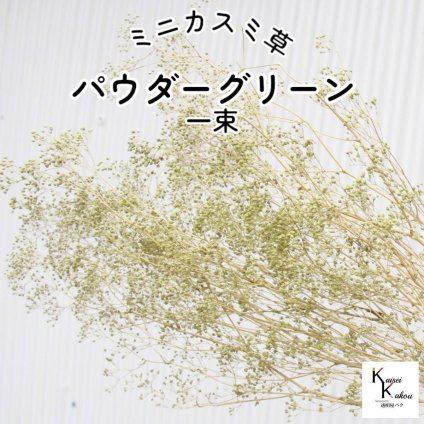 宅急便で発送 大地農園！プリザーブドフラワー「ミニカスミ草 パウダーグリーン 1束」プリザ カスミ草　カスミソウ 花材 ハーバリウム おしゃれ かわいい プレゼント 贈り物　オオチノウエン