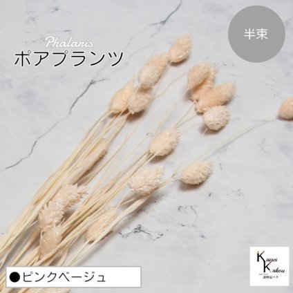 大地農園！プリザーブドフラワー 「ポアプランツ 半束 ピンクベージュ」プリザ 花材 ハーバリウム おしゃれ かわいい プレゼント 贈り物　オオチノウエン