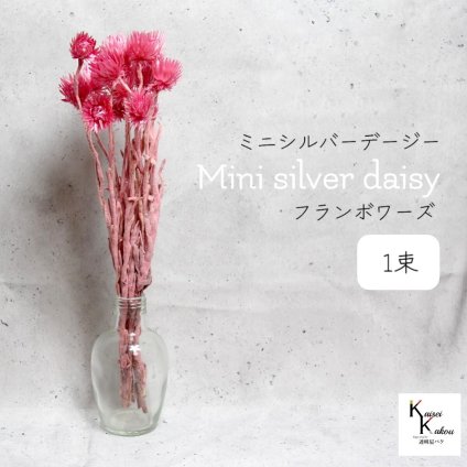 大地農園！プリザーブドフラワー 「ミニシルバーデージー フランボワーズ 1束 」 プリザ ギフト 花材 資材 インテリア ハーバリウム プレゼント 贈り物 お見舞い シンプル 材料 フラワーアレンジ アレンジメント 手芸 工作