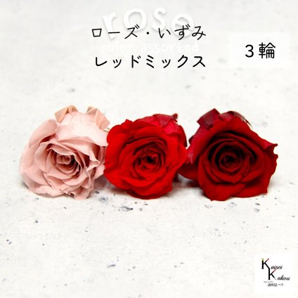 大地農園！プリザーブドフラワー 「ローズいずみ カラーアソート レッドミックス 1輪ずつ3輪」 「ワインレッド クイーンレッド モーヴピンク 1輪ずつ3輪」 プリザ 花材 ハーバリウム オオチノウエン バラ 薔薇 ローズ rose