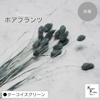 大地農園！プリザーブドフラワー 「ポアプランツ 半束 ターコイズグリーン」プリザ 花材 ハーバリウム おしゃれ かわいい プレゼント 贈り物　オオチノウエン