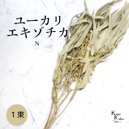 「大地農園 ユーカリエキゾチカ N 1束」ドライフラワー 葉物 スワッグ リース ブーケ アレンジ 花材 材料シンプル おしゃれ 爽やか プレゼント 贈り物　オオチノウエン