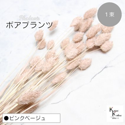大地農園！プリザーブドフラワー 「ポアプランツ 1束 ピンクベージュ」プリザ 花材 ハーバリウム おしゃれ かわいい プレゼント 贈り物　オオチノウエン