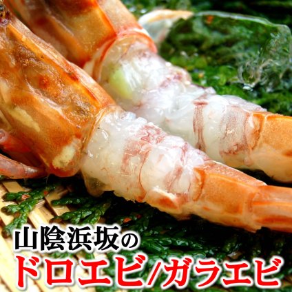 山陰の地エビ「訳あり・ガラエビ/ドロエビ」（船内冷凍） 500ｇ　 送料無料 ※北海道、東北、沖縄は送料別途加算