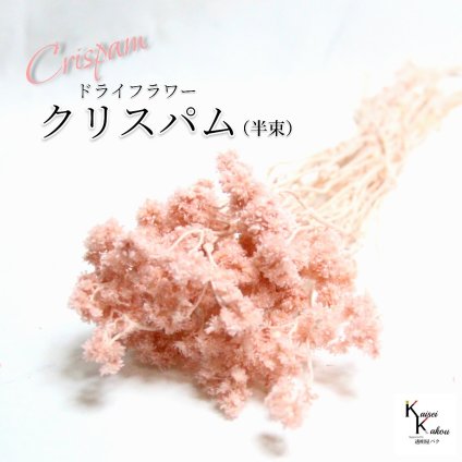 「大地農園 クリスパム シルキーピンク 半束」 ドライフラワー 花材 ハーバリウム 素材 小さいお花 おしゃれ かわいい アレンジメント ギフト 母の日 お誕生日 オオチノウエン