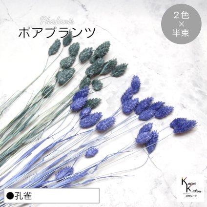 大地農園！プリザーブドフラワー  「ポアプランツ 孔雀 (ネイビー、ターコイズグリーン) 半束ずつ2色 」プリザ 花材 ハーバリウム おしゃれ かわいい プレゼント 贈り物　オオチノウエン