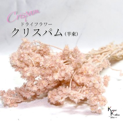 「大地農園 クリスパム ピンクベージュ 半束」 ドライフラワー 花材 ハーバリウム 素材 小さいお花 おしゃれ かわいい アレンジメント ギフト 母の日 お誕生日 オオチノウエン