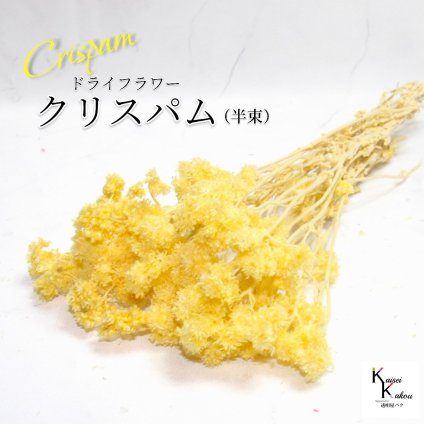 「大地農園 クリスパム エンジェルイエロー  半束」 ドライフラワー 花材 ハーバリウム 素材 小さいお花 おしゃれ かわいい アレンジメント ギフト 母の日 お誕生日 オオチノウエン