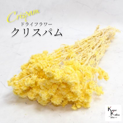 「大地農園 クリスパム エンジェルイエロー  1束」 ドライフラワー 花材 ハーバリウム 素材 小さいお花 おしゃれ かわいい アレンジメント ギフト 母の日 お誕生日 オオチノウエン