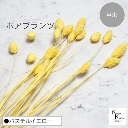 大地農園！プリザーブドフラワー 「ポアプランツ 半束 パステルイエロー」プリザ 花材 ハーバリウム おしゃれ かわいい プレゼント 贈り物　オオチノウエン
