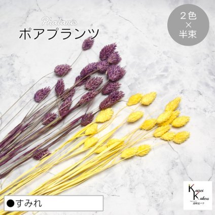 大地農園！プリザーブドフラワー  「ポアプランツ すみれ (パステルイエロー、クラシックパープル) 半束ずつ2色 」プリザ 花材 ハーバリウム おしゃれ かわいい プレゼント 贈り物　オオチノウエン