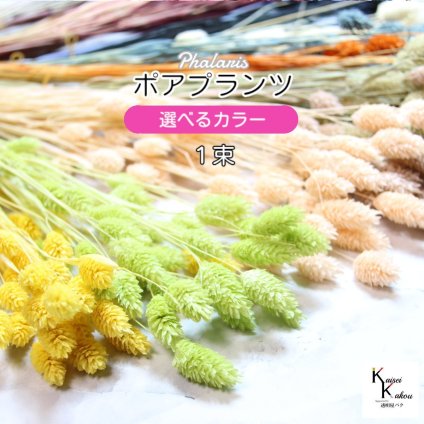 大地農園！プリザーブドフラワー  「ポアプランツ お好きなカラー 1束」プリザ 花材 ハーバリウム おしゃれ かわいい プレゼント 贈り物　オオチノウエン
