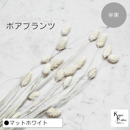大地農園！プリザーブドフラワー 「ポアプランツ 半束 マットホワイト」プリザ 花材 ハーバリウム おしゃれ かわいい プレゼント 贈り物　オオチノウエン