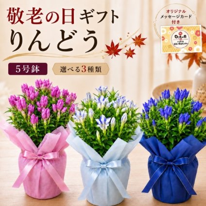  敬老の日 フラワーギフトギフト 花 リンドウ りんどう 鉢植え  鉢植え 5寸 5号 りんどう リンドウ 竜胆 敬老の日 お彼岸花鉢 ギフト 生花 プレゼント