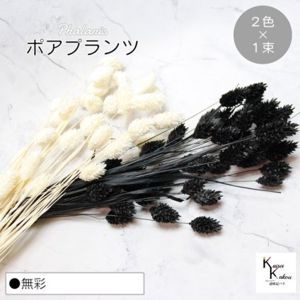 大地農園！プリザーブドフラワー  「ポアプランツ 無彩 (黒、白) 1束ずつ2色 」プリザ 花材 ハーバリウム おしゃれ かわいい プレゼント 贈り物　オオチノウエン