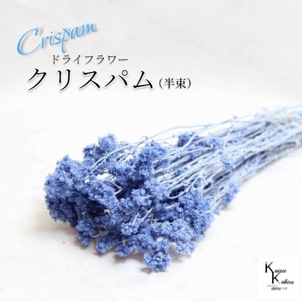 「大地農園 クリスパム ソーダブルー  半束」 ドライフラワー 花材 ハーバリウム 素材 小さいお花 おしゃれ かわいい アレンジメント ギフト 母の日 お誕生日 オオチノウエン