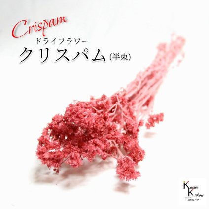 「大地農園 クリスパム フランボワーズ  半束」 ドライフラワー 花材 ハーバリウム 素材 小さいお花 おしゃれ かわいい アレンジメント ギフト 母の日 お誕生日 オオチノウエン