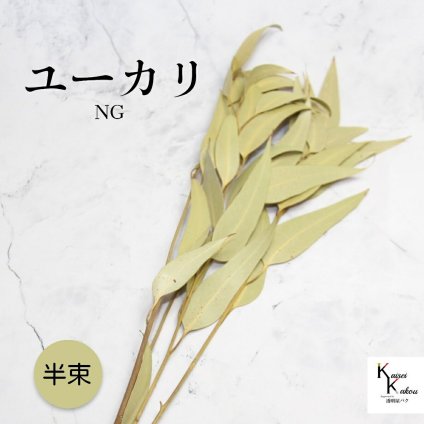 「大地農園 ウィローユーカリ NG 半束」ドライフラワー 葉物 スワッグ リース ブーケ アレンジ 花材 材料シンプル おしゃれ 爽やか プレゼント 贈り物　オオチノウエン