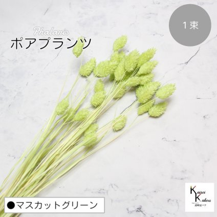 大地農園！プリザーブドフラワー 「ポアプランツ 1束 マスカットグリーン」プリザ 花材 ハーバリウム おしゃれ かわいい プレゼント 贈り物　オオチノウエン