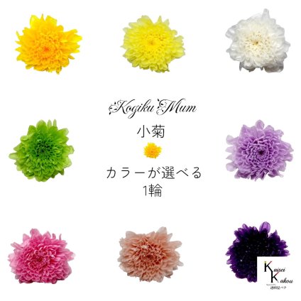 大地農園「小菊 カラーが選べる 1輪」プリザーブドフラワー　プリザ　ハーバリウム　小花 ドライフラワー ハーバリウム アロマワックスバー