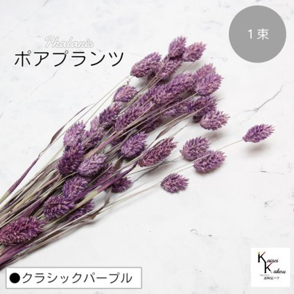 大地農園！プリザーブドフラワー 「ポアプランツ 1束 クラシックパープル」プリザ 花材 ハーバリウム おしゃれ かわいい プレゼント 贈り物　オオチノウエン