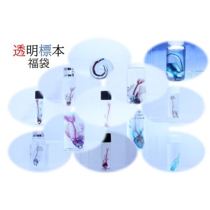 【透明標本　福袋】 理科　標本　研究　骨格　骨　インテリア　雑貨　skelton スケルトン　クリア　透明瓶　グリセリン　解剖　昆虫　ネックレス　マグネット　シール　ファイル　化石　自由研究　パズル　工作　アクセサリー　ラージサイズ