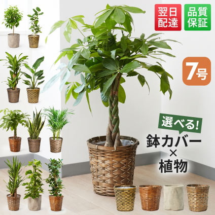 観葉植物 7号 初心者向け パキラ ドラセナ 鉢 本物 ベンジャミン サンスベリア ポトス ユッカ オーガスタ ベンガレンシス ドラセナ 幸運の木 ガジュマル インテリア オシャレ 開店祝い 新築祝い 開業祝い 引越し祝い
