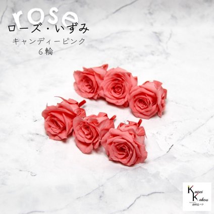 大地農園！プリザーブドフラワー 「ローズいずみ 6輪 キャンディーピンク」プリザ 花材 ハーバリウム おしゃれ かわいい プレゼント 贈り物　オオチノウエン バラ 薔薇 ローズ rose