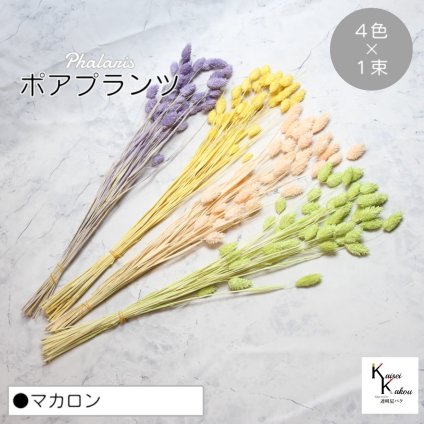 大地農園！プリザーブドフラワー  「ポアプランツ マカロン (エンジェルパープル、パステルイエロー、ベビーピンク、マスカットグリーン) 1束ずつ4色」プリザ 花材 ハーバリウム おしゃれ かわいい プレゼント 贈り物　オオチノウエン
