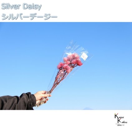大地農園 ドライフラワー 「シルバーデージー　ツートンロゼ　12ｇ 」 プリザ ギフト 花材 資材 インテリア ハーバリウム プレゼント 贈り物 お見舞い シンプル 材料 フラワーアレンジ アレンジメント 手芸 工作