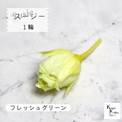大地農園！プリザーブドフラワー 「スージー フレッシュグリーン 1輪」プリザ 花材 ハーバリウム おしゃれ かわいい プレゼント 贈り物　オオチノウエン