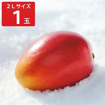 北海道 おとふけ産 マンゴー 白銀の太陽 2Lサイズ ギフト フルーツ 希少 果物 十勝 音更町産 高級フルーツ