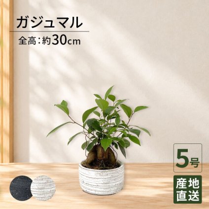 ガジュマル 5号 利休浅陶器 高さ約30cm 観葉植物