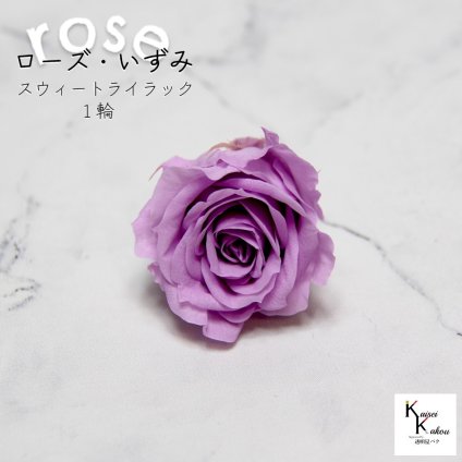大地農園！プリザーブドフラワー 「ローズいずみ 1輪 スウィートライラック」プリザ 花材 ハーバリウム おしゃれ かわいい プレゼント 贈り物　オオチノウエン バラ 薔薇 ローズ rose