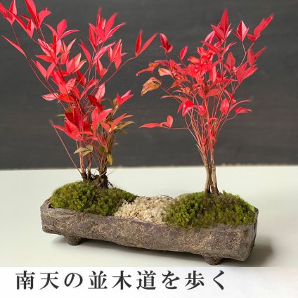 秋から冬の紅葉、春から秋のライトグリーンの葉色お楽しみください【南天の盆栽くらま岩風器風長方鉢 並木道盆栽】