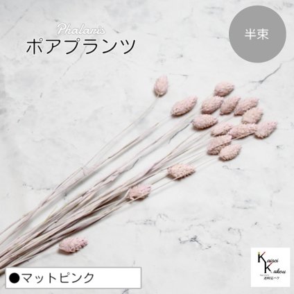 大地農園！プリザーブドフラワー 「ポアプランツ 半束 マットピンク」プリザ 花材 ハーバリウム おしゃれ かわいい プレゼント 贈り物　オオチノウエン