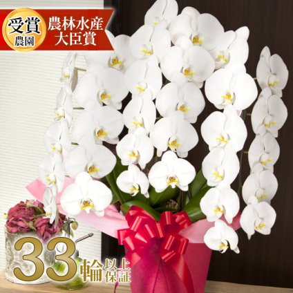 胡蝶蘭 白大輪 ３本立ち 33輪～(蕾含む)  送料無料 ヤマト [r-midi6f] 開店祝い 開業 誕生日 長寿 結婚記念日 金婚式 お供え 生花 株主総会 選挙 当選 祈願 仏花 お悔み 開院 開業 移転 ギフト 贈り物 還暦 古希 喜寿 傘寿 米寿 卒寿 白寿 百寿 御供 受賞 受章 退職 就任 栄転 昇進 新築 竣工 落成 新装 周年記念 式典 発表会 内祝 年忌 法要