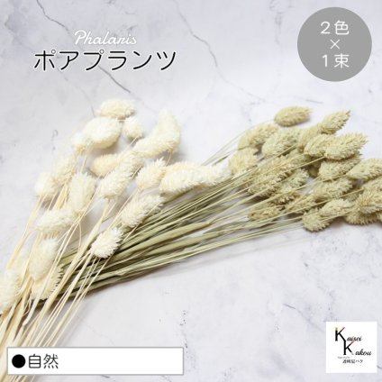 大地農園！プリザーブドフラワー  「ポアプランツ 自然 (NG、白) 1束ずつ2色 」プリザ 花材 ハーバリウム おしゃれ かわいい プレゼント 贈り物　オオチノウエン