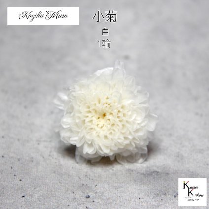 大地農園「小菊 白 1輪」プリザーブドフラワー　プリザ　ハーバリウム　小花 ドライフラワー ハーバリウム アロマワックスバー