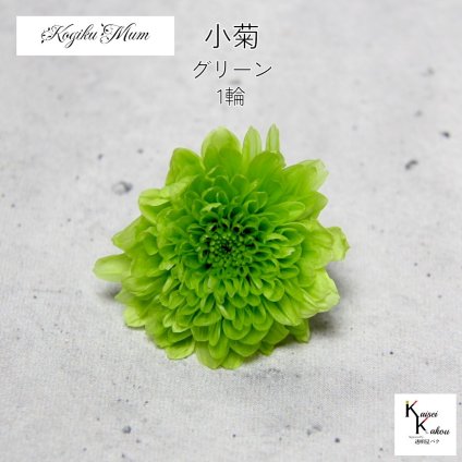 大地農園「小菊 グリーン 1輪」プリザーブドフラワー　プリザ　ハーバリウム　小花 ドライフラワー ハーバリウム アロマワックスバー