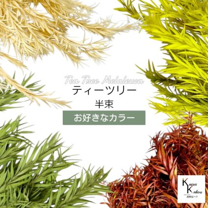 大地農園！プリザーブドフラワー 「ティーツリー(メラレウカ) お好きなカラー 半束」プリザ 花材 ハーバリウム おしゃれ かわいい プレゼント 贈り物　オオチノウエン
