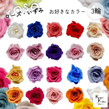 大地農園！プリザーブドフラワー 「ローズいずみ カラーが選べる 3輪 」プリザ 花材 ハーバリウム おしゃれ かわいい プレゼント 贈り物　オオチノウエン バラ 薔薇 ローズ rose