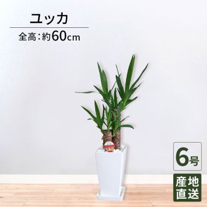 ユッカ 6号 角プラ 高さ約60cm 観葉植物 青年の木