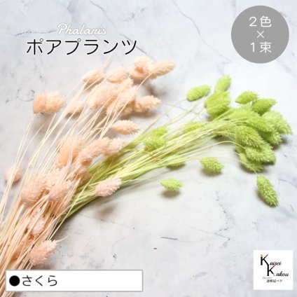 大地農園！プリザーブドフラワー  「ポアプランツ さくら (マスカットグリーン、ベビーピンク) 1束ずつ2色 」プリザ 花材 ハーバリウム おしゃれ かわいい プレゼント 贈り物　オオチノウエン