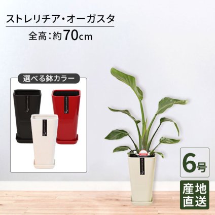 ストレリチア オーガスタ 6号 カラーポット 高さ約70cm 観葉植物
