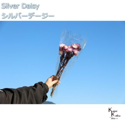 大地農園 ドライフラワー 「シルバーデージー　ツートングレープ　12ｇ 」 プリザ ギフト 花材 資材 インテリア ハーバリウム プレゼント 贈り物 お見舞い シンプル 材料 フラワーアレンジ アレンジメント 手芸 工作