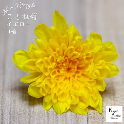 大地農園「ことね菊 イエロー 1輪」プリザーブドフラワー　プリザ　ハーバリウム　小花 ドライフラワー ハーバリウム アロマワックスバー